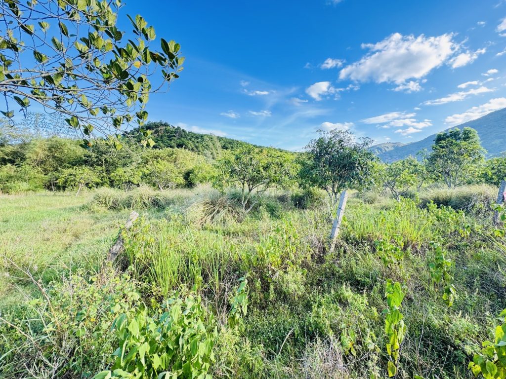 Đất bán Vĩnh Phương Nha Trang 8.821m², kèm vườn xoài, cạnh đập Hồ Đắc Lộc - ảnh 1