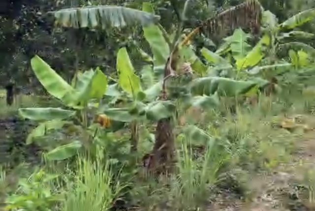 Đất bán Diên Điền Diên Khánh 8.540m², có vườn xoài, ngang 125m