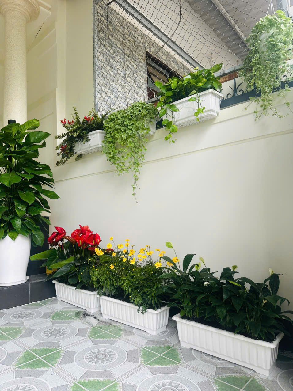 Góc sân trước với các chậu hồng môn, cúc vàng và cây xanh xếp dọc chân tường, thêm chậu treo trên khung cửa