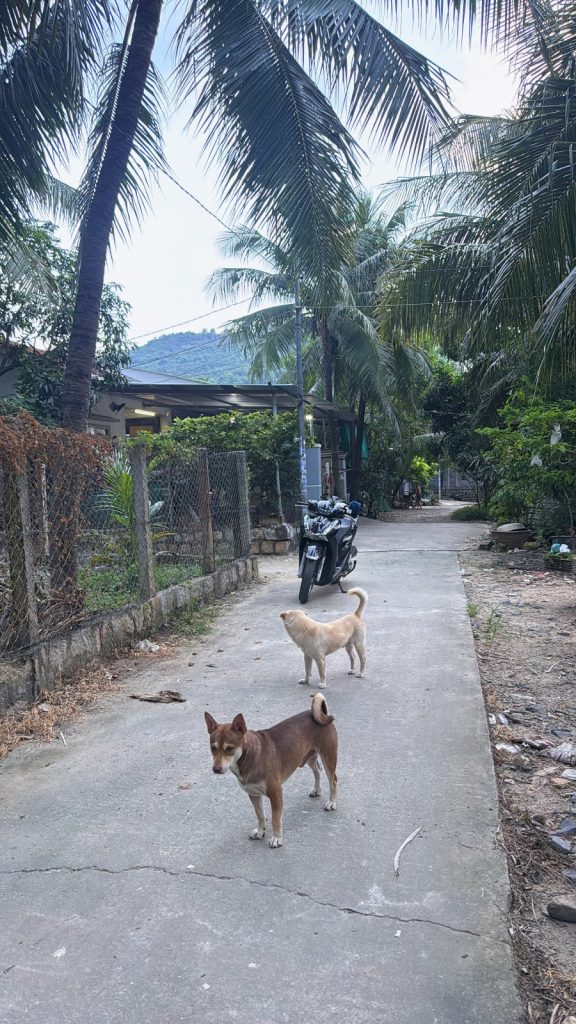 Đất ở đô thị Đắc Lộc, Vĩnh Phương, Nha Trang 80m², lô góc 2 mặt tiền, gần Quốc lộ 1A - ảnh 3