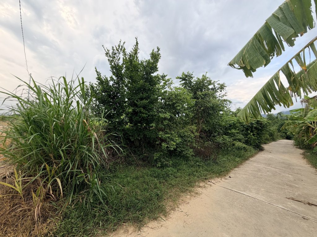 Đất Diên Phước, Diên Khánh 1.850m² ngang 21m dài 86m - ảnh 2